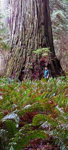 Del Norte Titan with arborist M. D. Vaden in front, California