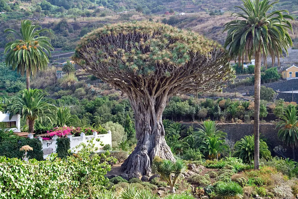 Drago Milenario, Tenerife