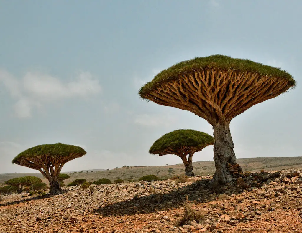 This is not alien planet. Group of Dragon's Blood Trees in Socotra