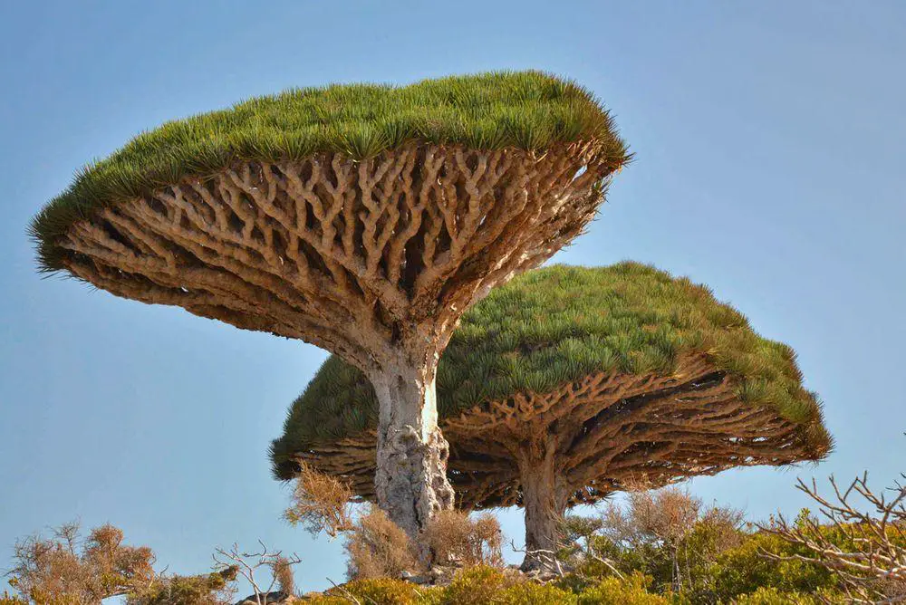 Dragon's Blood Trees in a less dry habitat, with other characteristic plants of Socotra