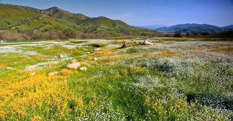 Meadows of Dry Creek Preserve, California