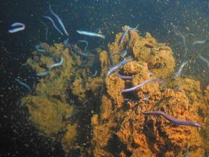 Dysommina rugosa eels in Nafanua Eel City, American Samoa