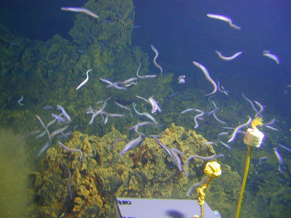 Dysommina rugosa eels in Nafanua Eel City, American Samoa