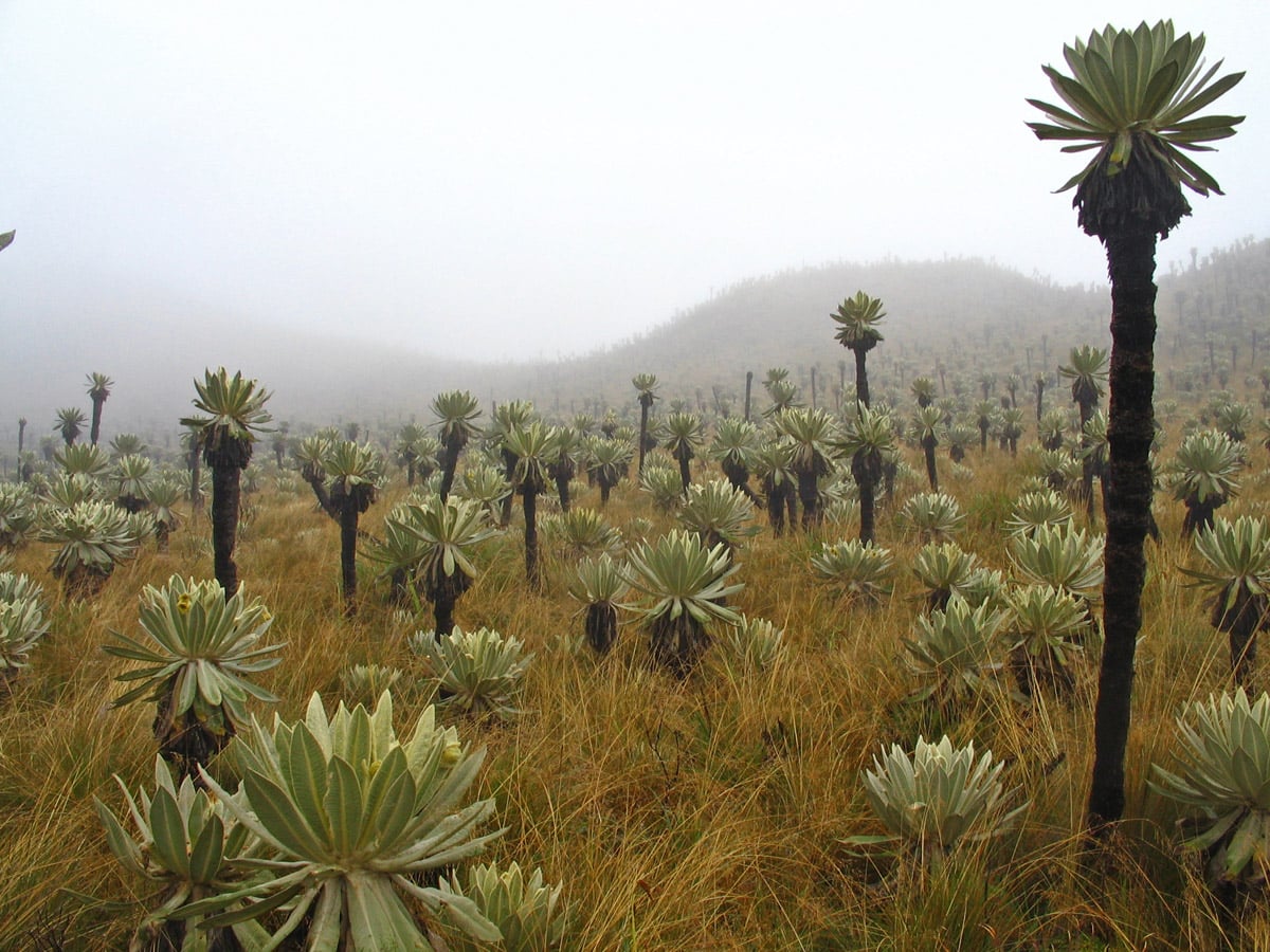 Frailejones - Espeletia pycnophylla and fog, Páramo El Ángel