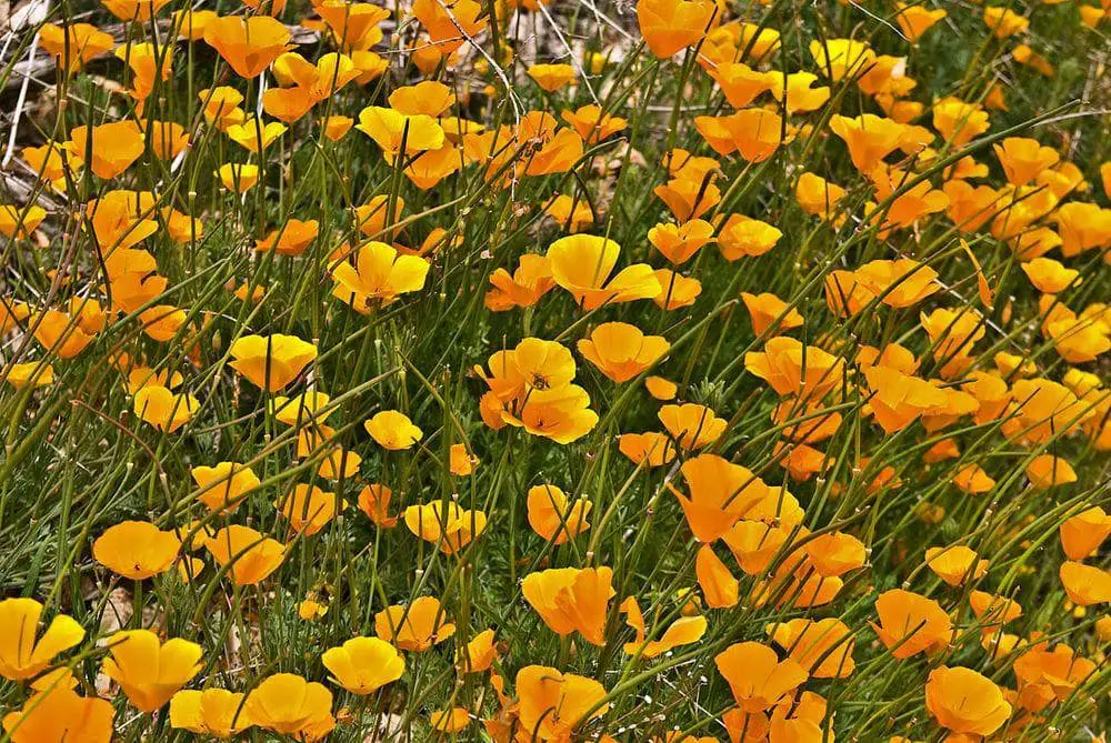 Poppy field near Figureoa Mountain, California