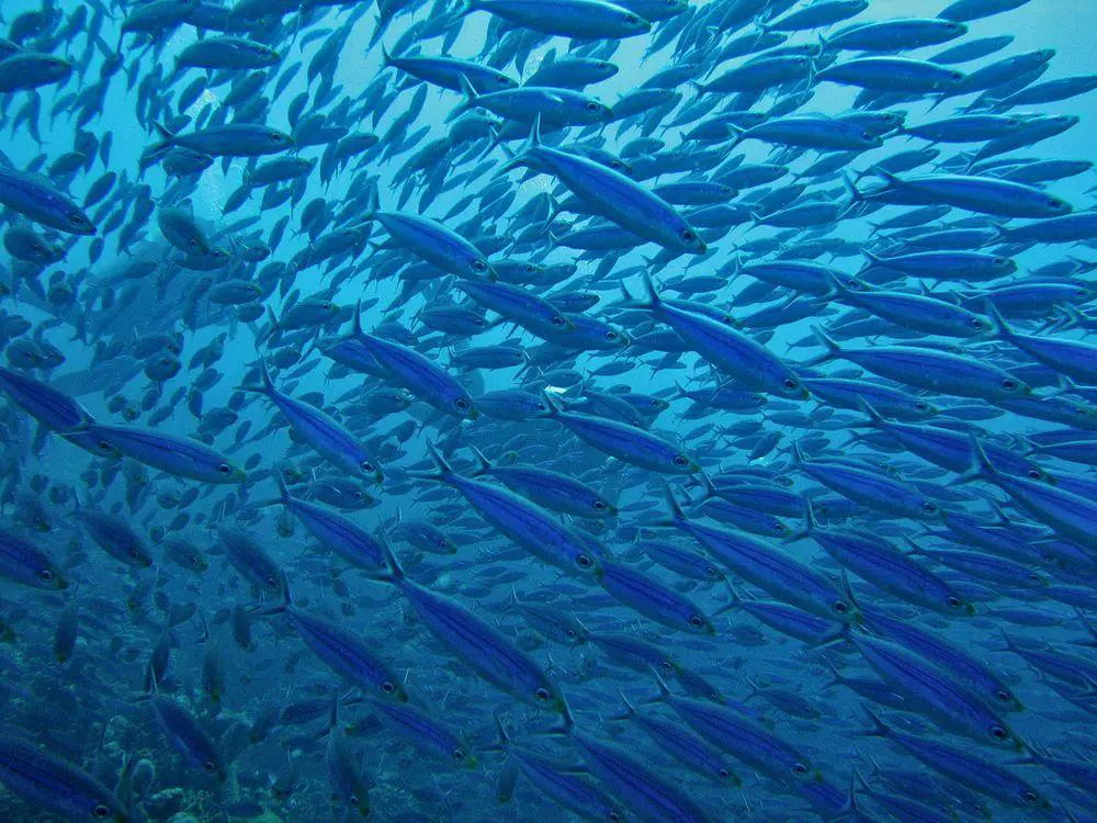 Group of fish near Klein Bonaire Island