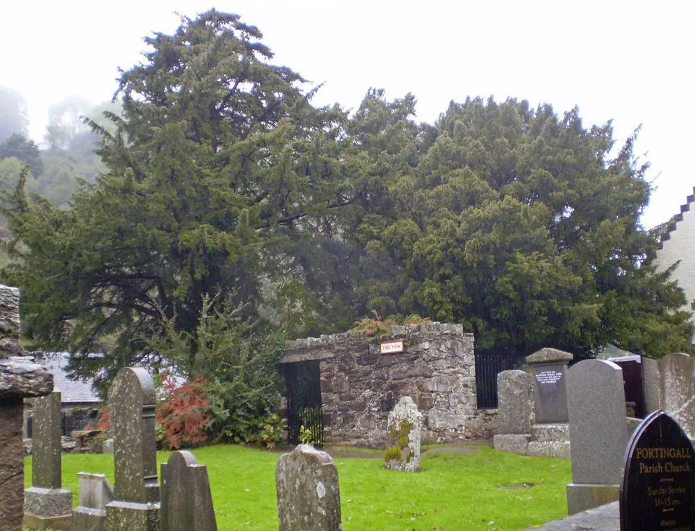 Fortingall Yew in 2008