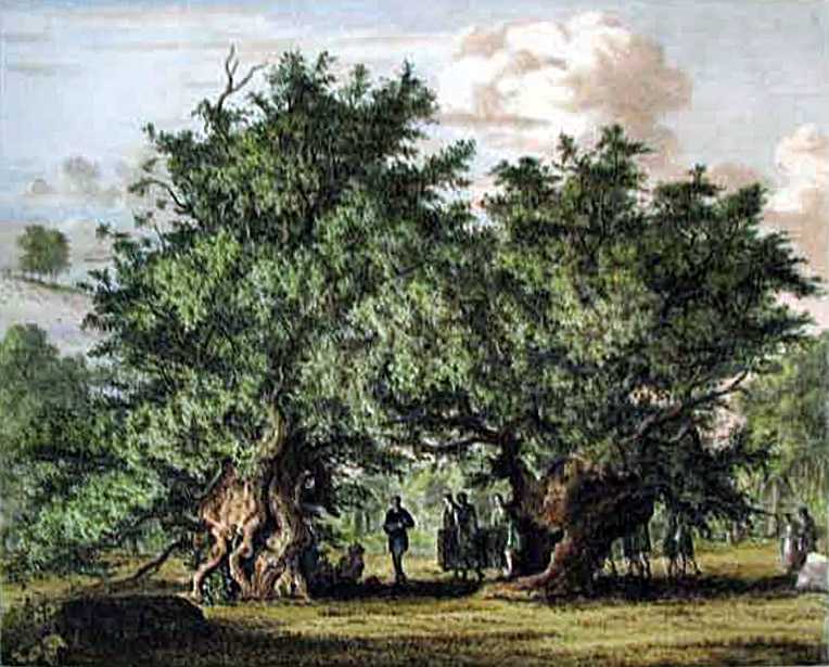 Fortingall Yew in 1822