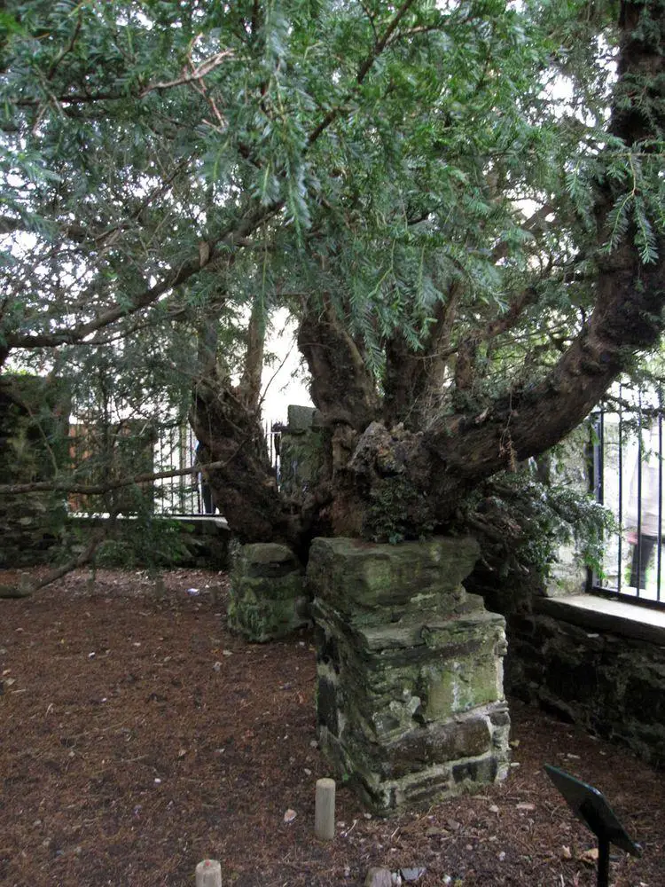 Fortingall Yew