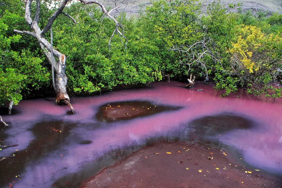 The nature of Galápagos Islands is full with unexpected surprises. Bloom of microorganisms