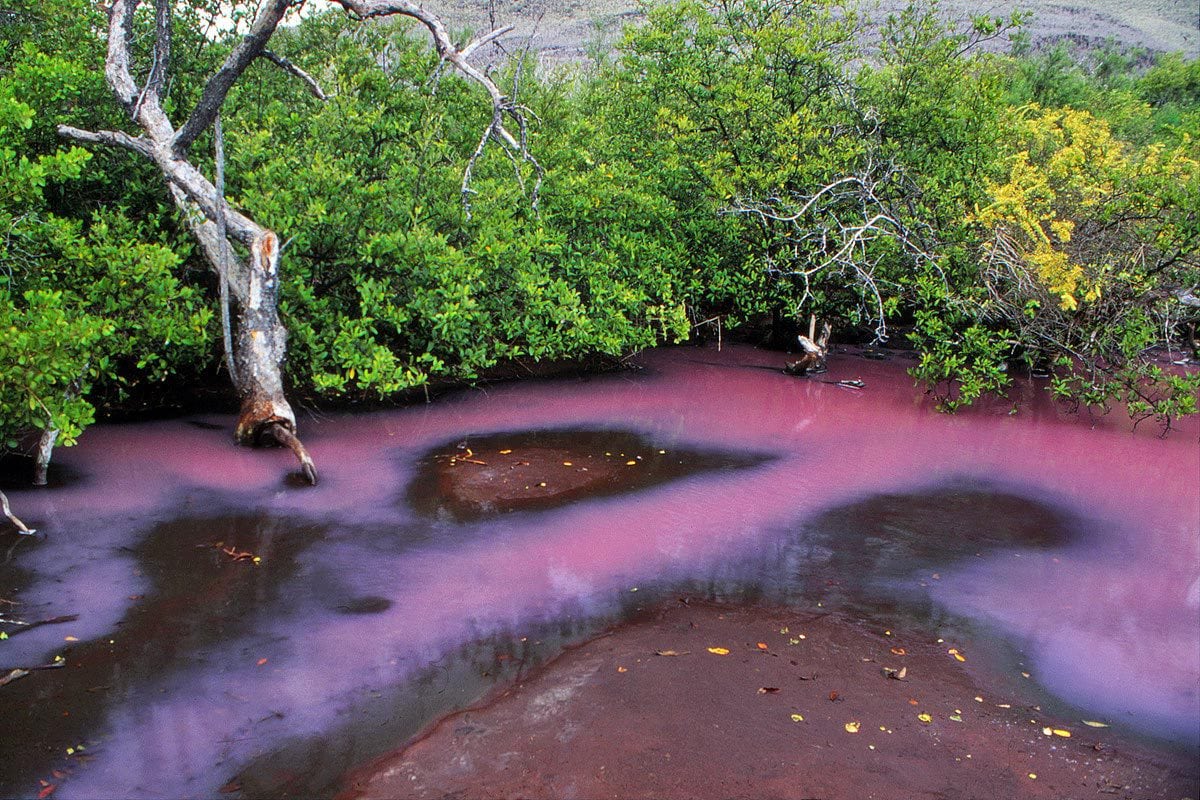 The nature of Galápagos Islands is full with unexpected surprises. Bloom of microorganisms