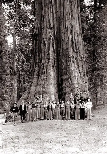 General Grant Tree sometimes around 1936