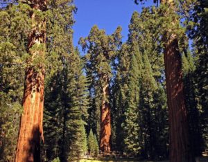 Giant Forest with General Sherman tree - the largest tree in the world in the centre