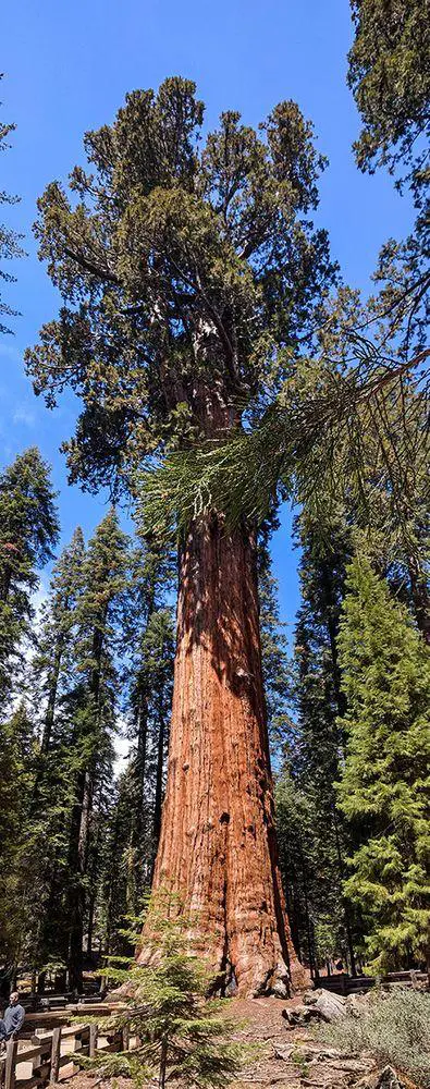General Sherman - the largest tree in the world