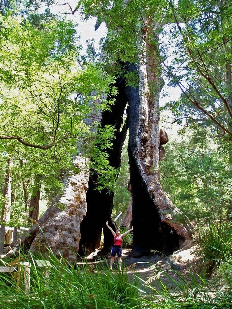 Giant Tingle Tree with a person in front of the tree, Western Australia