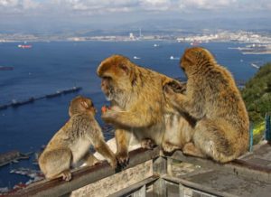 Family of Barbary macaques in Gibraltar