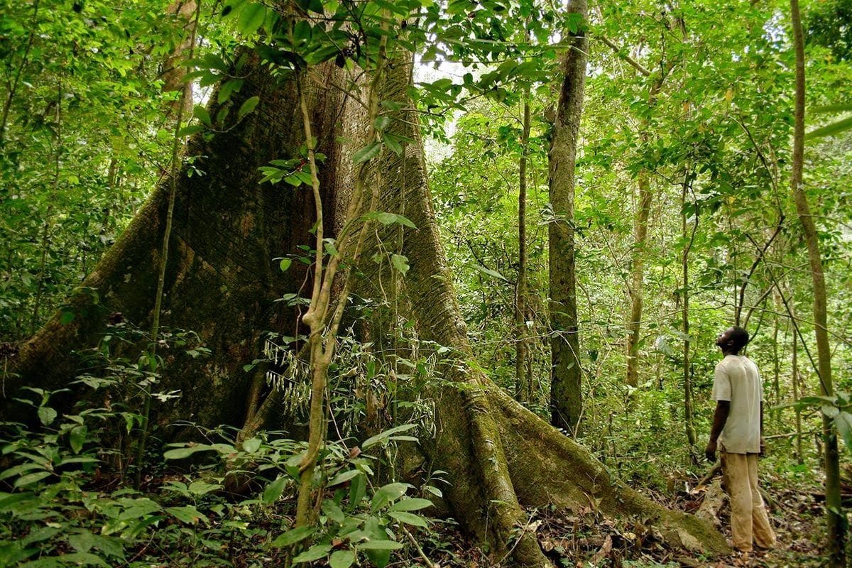 Rainforest in Gabon