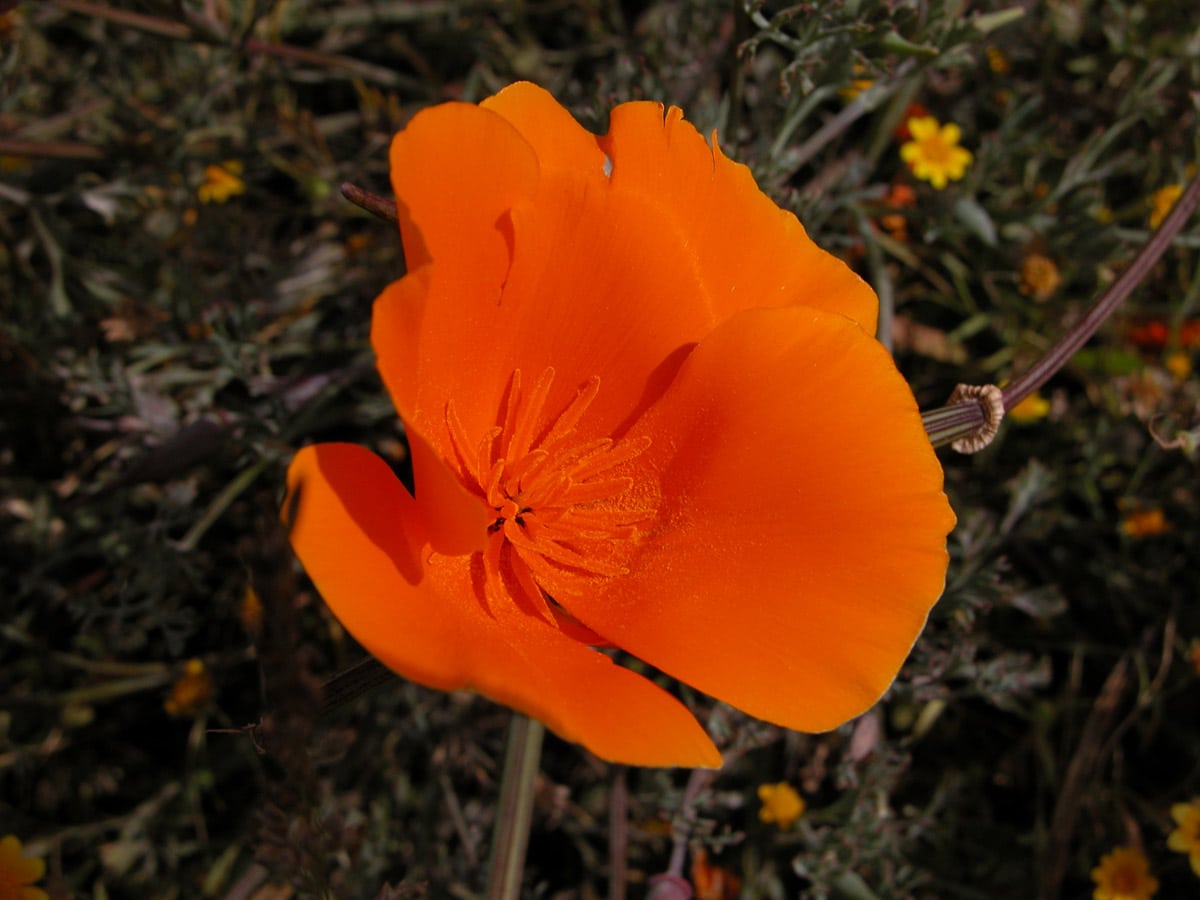 California Poppy, close-up