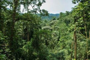 Rainforest in the central São Tomé