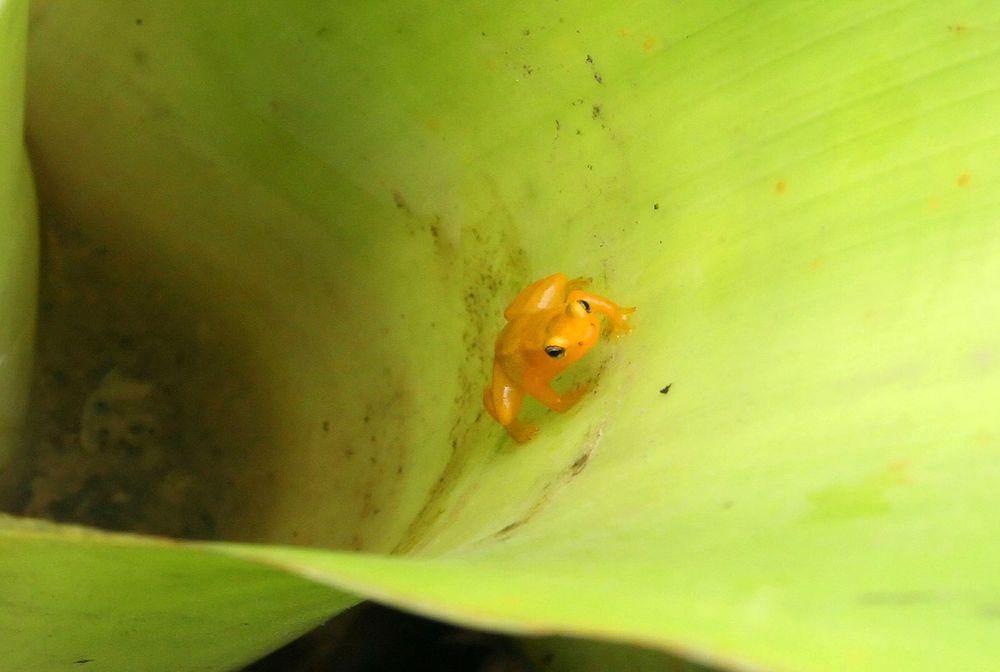 The small Golden dart-poison frog Colostethus beebei near Kaieteur, in tank bromelia