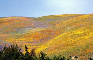 Spring colors of Gorman Hills, California