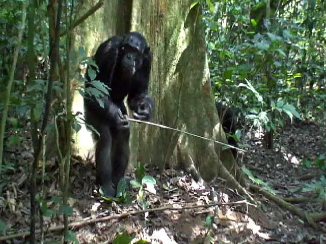 Chimpanzee using tools in Goualougo Triangle - one of the wonders of the Republic of Congo. Humans never lived in this forest