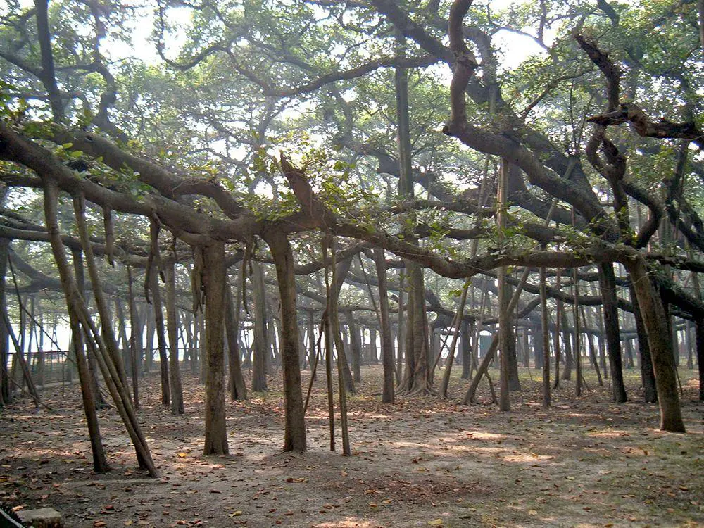 The Great Banyan in Howrah. Main trunk has died but thousands of aerial roots remain