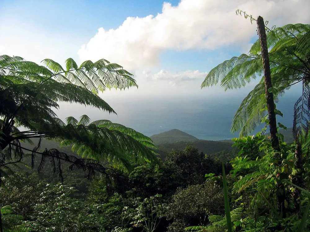 Rainforest in Guadeloupe