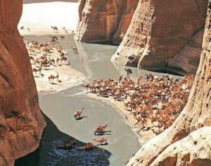 Camels in Guelta d'Archei, Chad