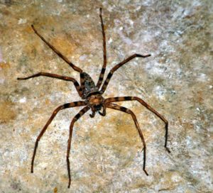 Inhabitant of Khoun Xe Cave - Heteropoda maxima, the largest spider in the world