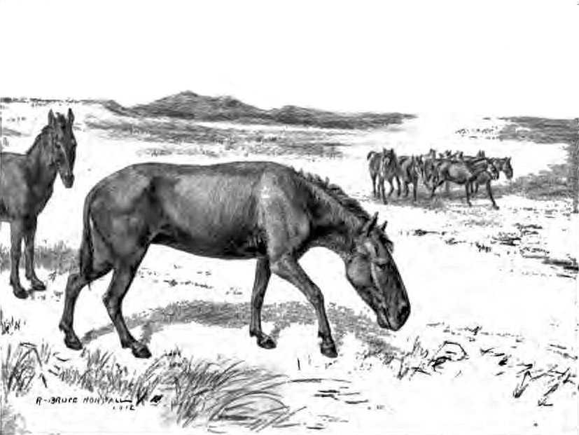 Hippidion neogaerum - extinct South American horse. In Milodon Cave were found remnants of similar horse Hippidion saldiasi