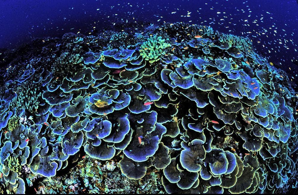 Coral Montipora aequituberculata in Jarvis Island