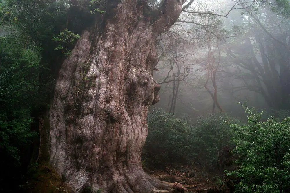 Jōmon Sugi - the giant of Yakushima Forest, Japan
