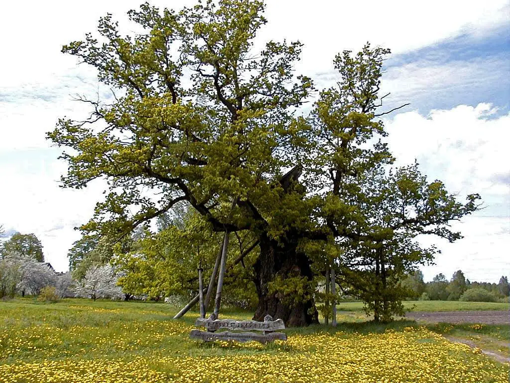 Kaive Oak in spring, Latvia