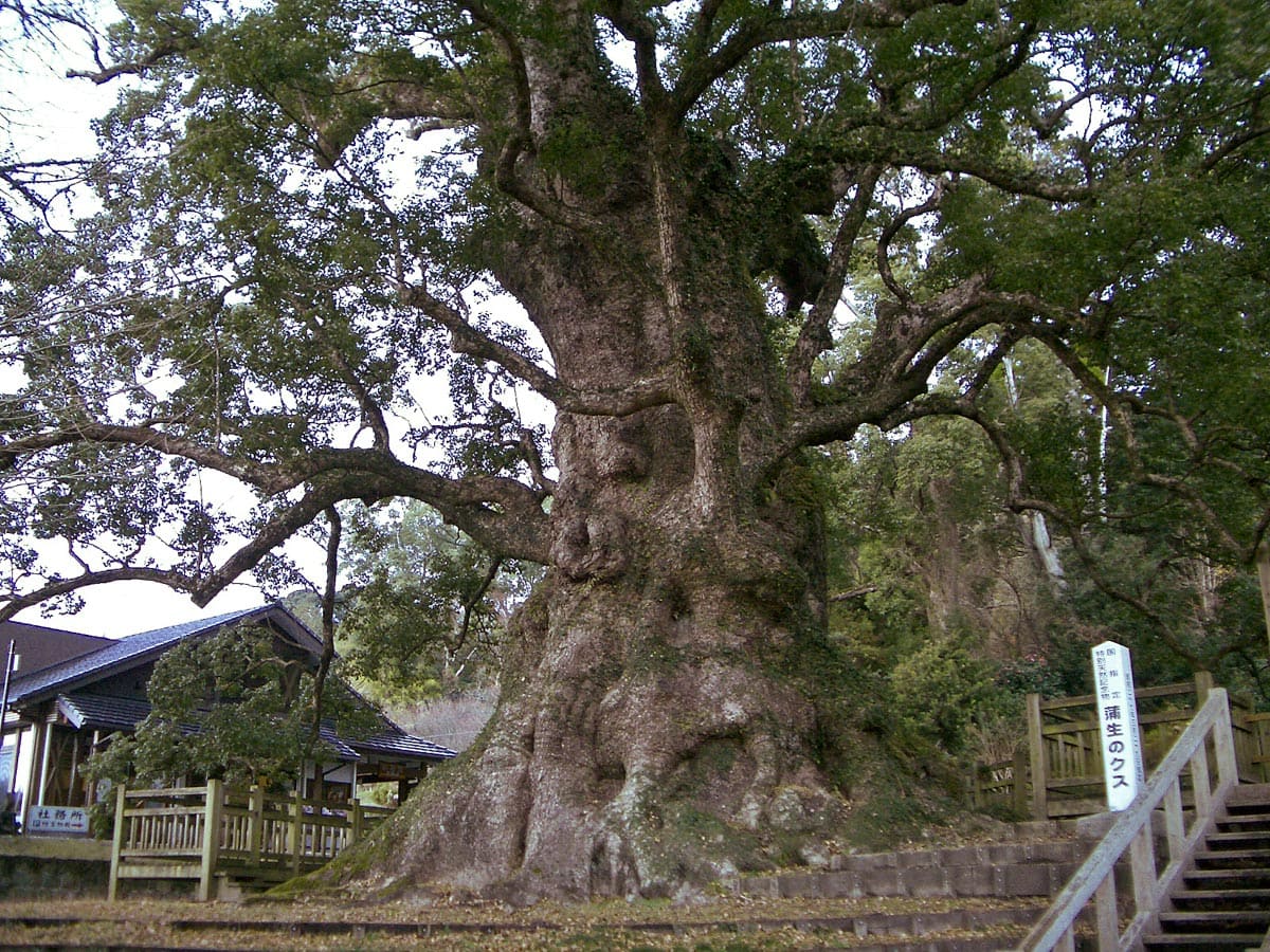 Kamou no Ohkusu - the largest camphor tree in Japan