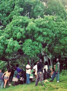 Kindah Tree in Accompong, Jamaica in 1993