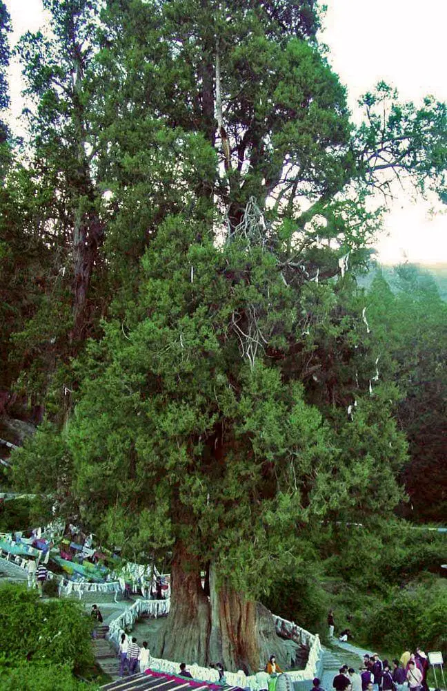 Baji Cypress (King Cypress) in Tibet