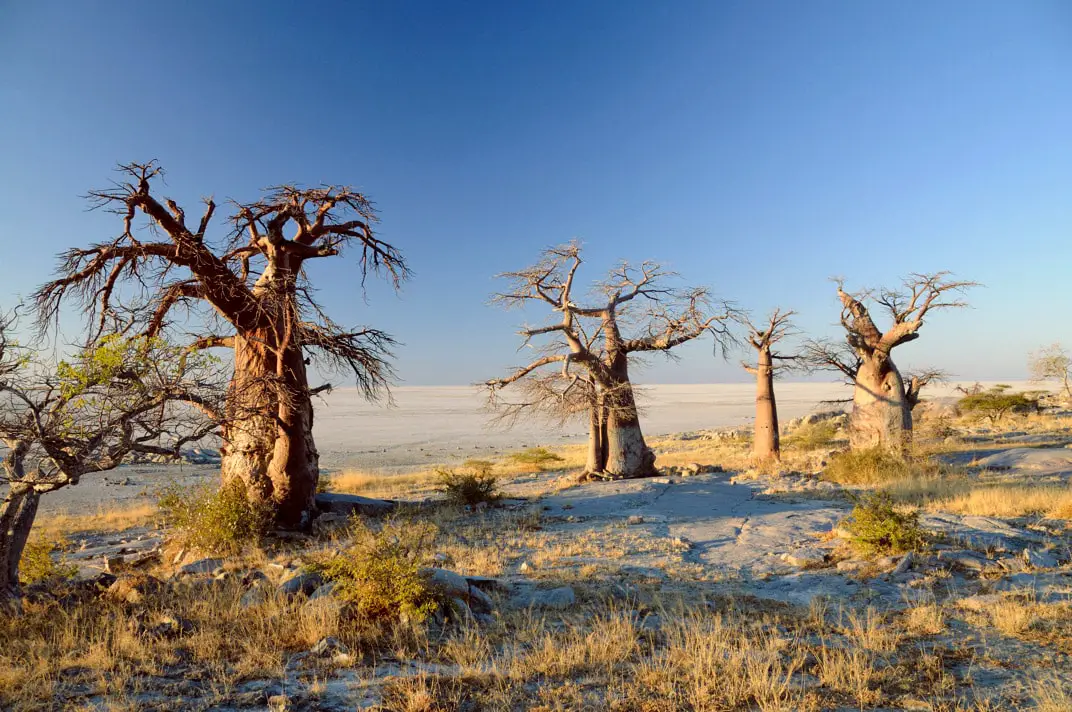 Kubu Island, Botswana