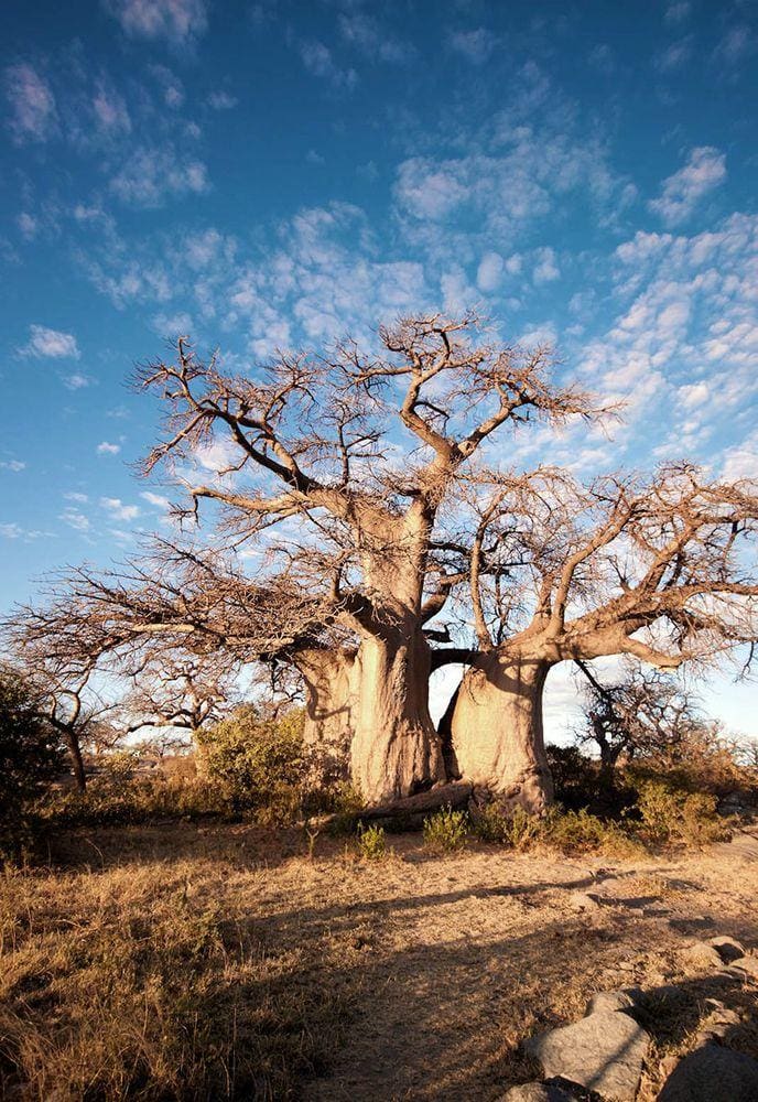 Baobab, Kubu Island in Botswana