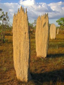 Magnetic termite mounds, Litchfield National Park in Australia