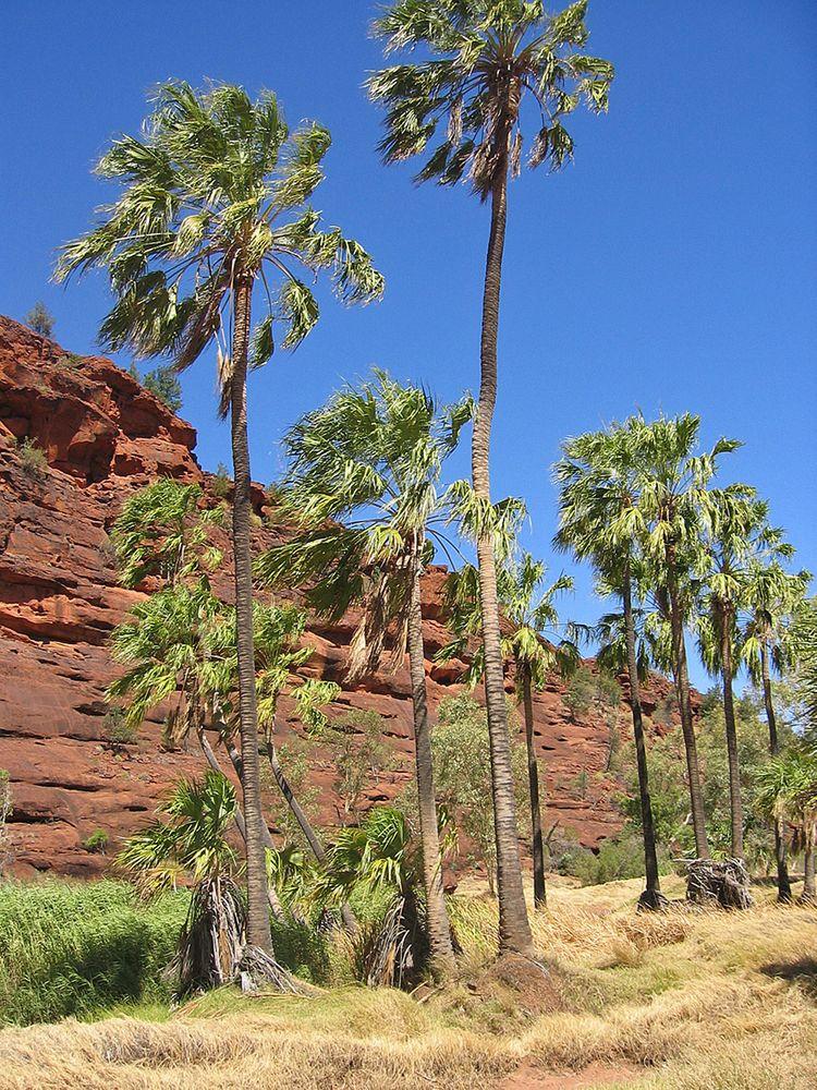 Livistona mariae in Palm Valley, Australia