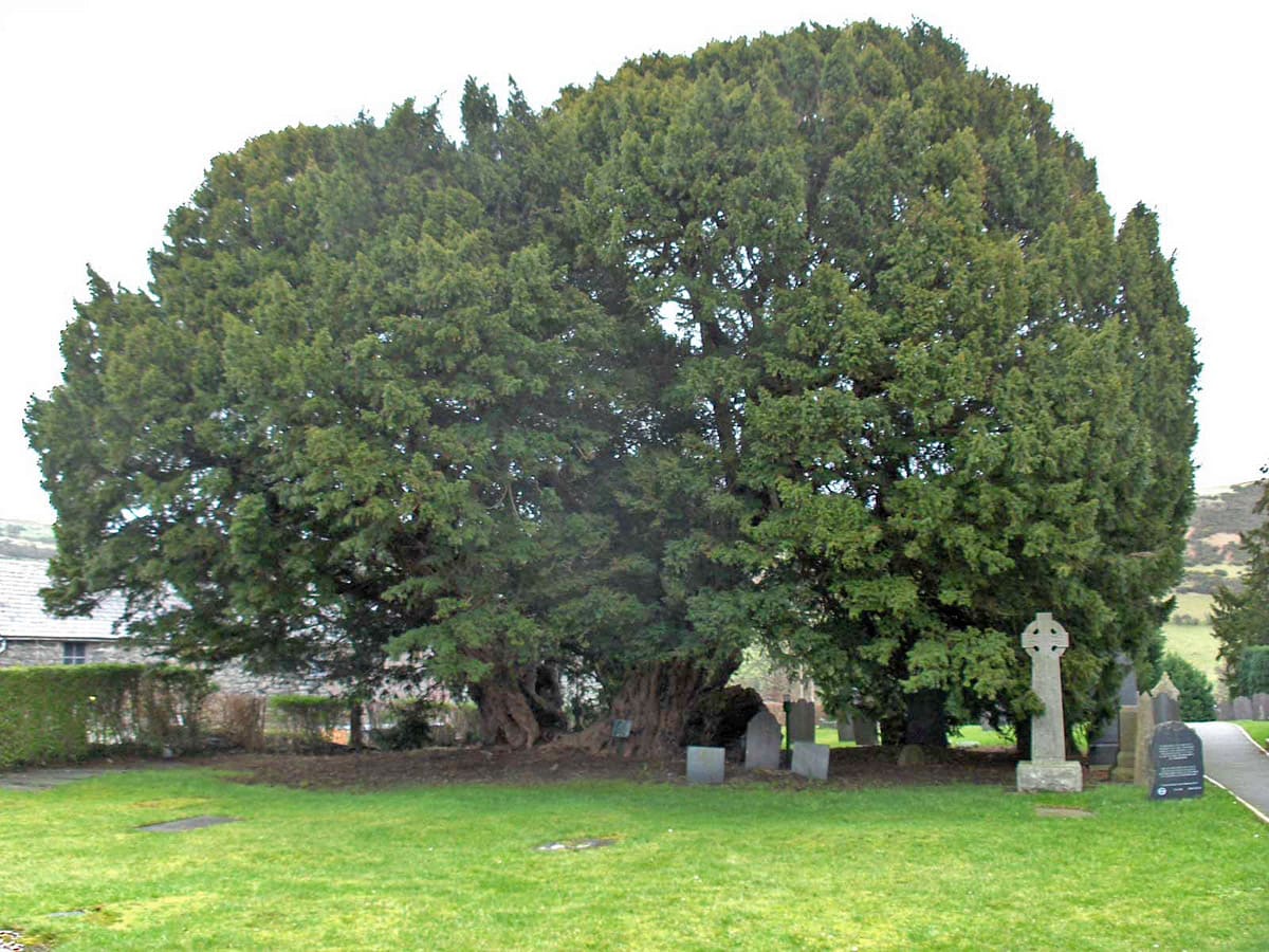 Llangernyw Yew, Conwy