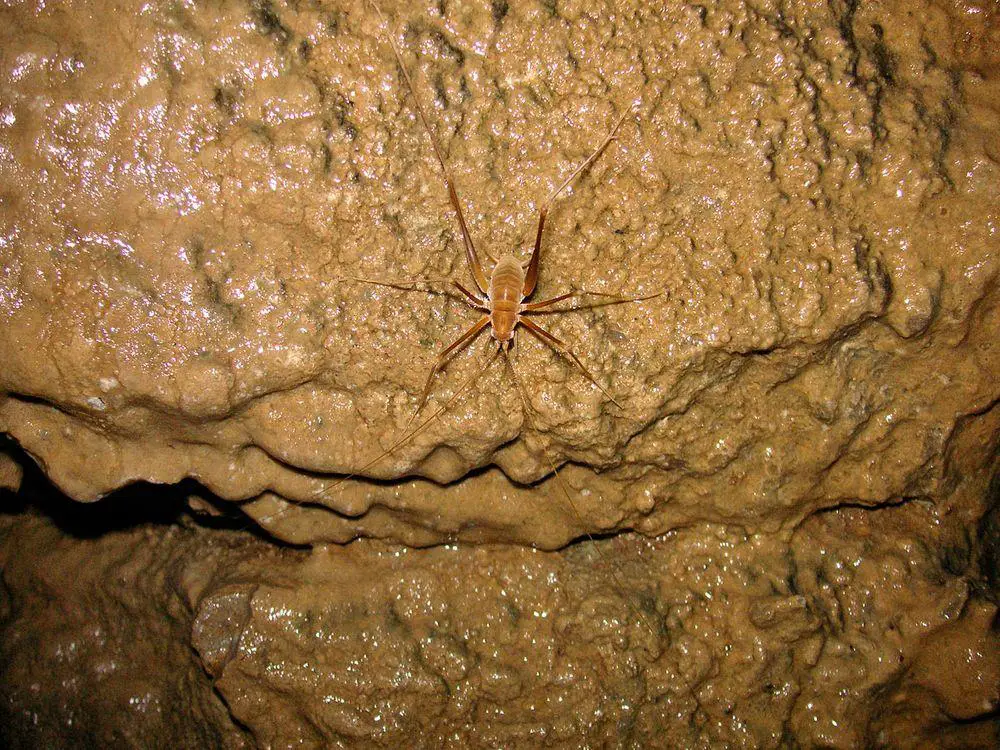 Cave insect in Mammoth Cave, United States