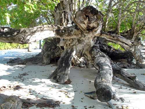 The Kaani tree in Maroshi, Maldives