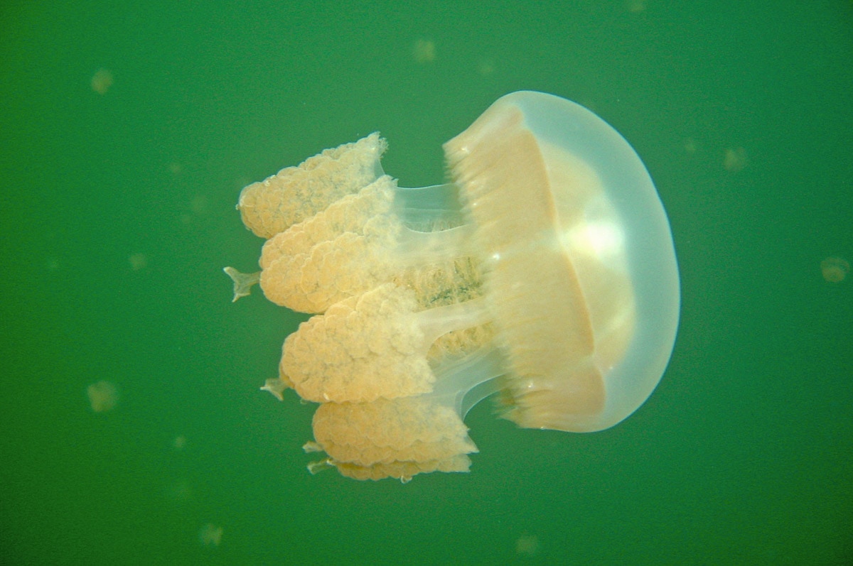 Jellyfish Mastigias cf. papua etpisoni, Palau
