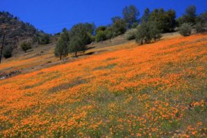 Poppy meadow in Merced River valley, California