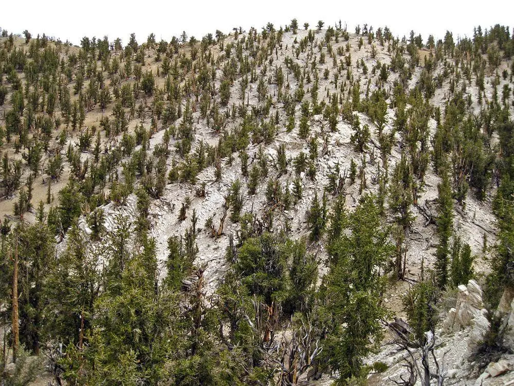 Grove of very old Great Basin bristlecone pines, California