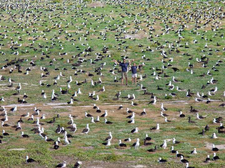 Albatrosses are everywhere, Midway Atoll