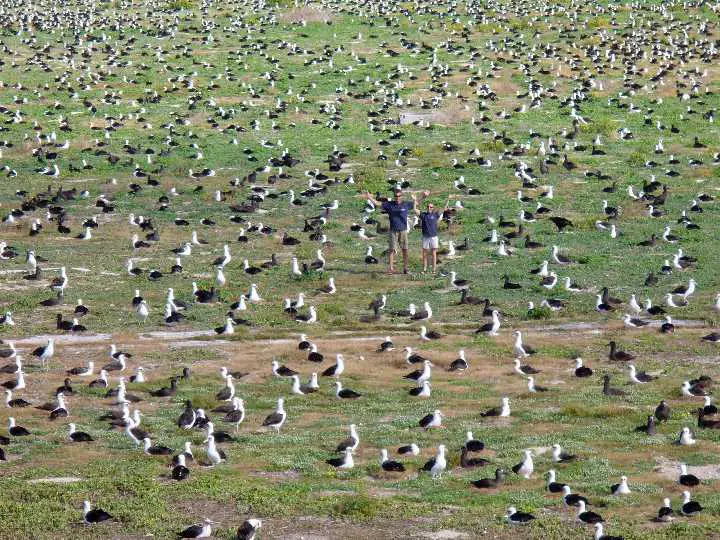 Albatrosses are everywhere, Midway Atoll