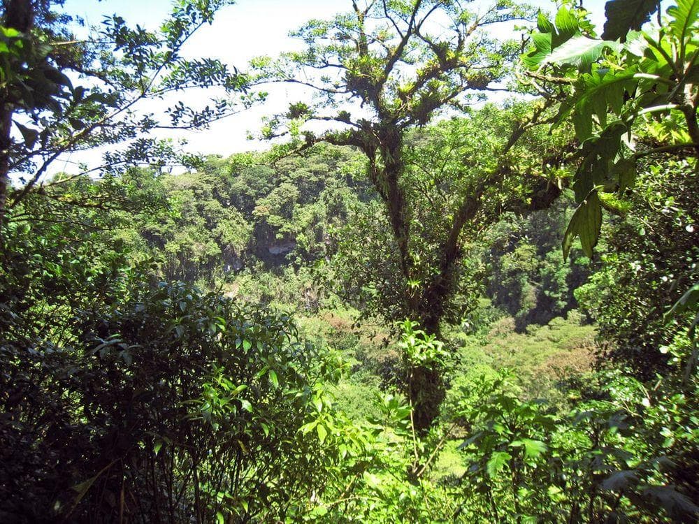 Cloud forest of Mombacho, Nicaragua